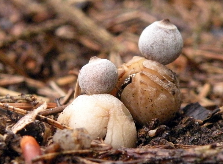 Geastrum fimbriatum?